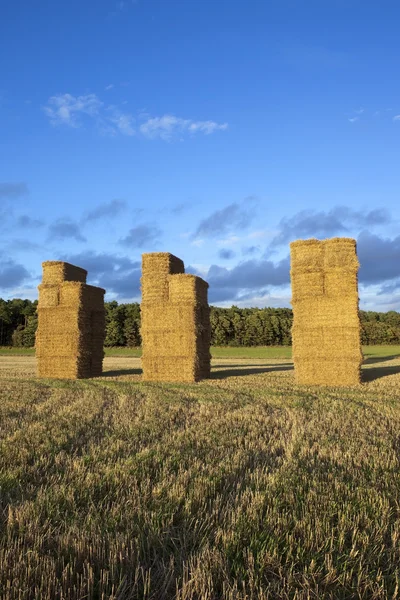 Golden bales in late summer — Stock Photo, Image