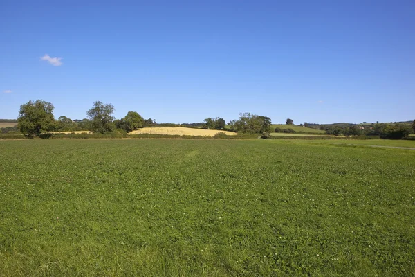 Clover fields — Stock Photo, Image