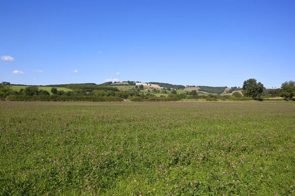 Red clover fields — Stock Photo, Image