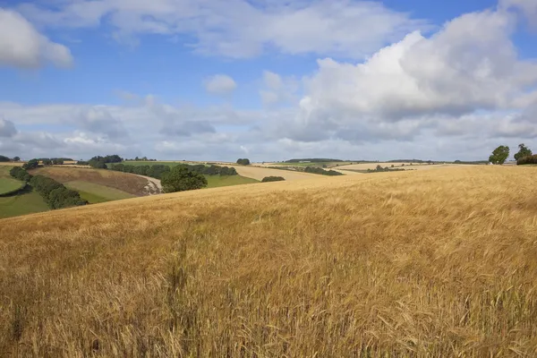 夏大麦収穫量 — ストック写真