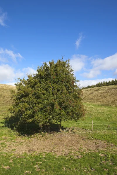 Lone hagtorn träd — Stockfoto