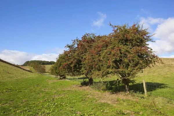 Hawthorn hedgerow — Stock Photo, Image