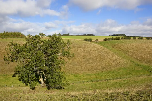 Vale verde e árvore de cinzas — Fotografia de Stock