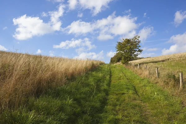 Çimenli bridleway — Stok fotoğraf