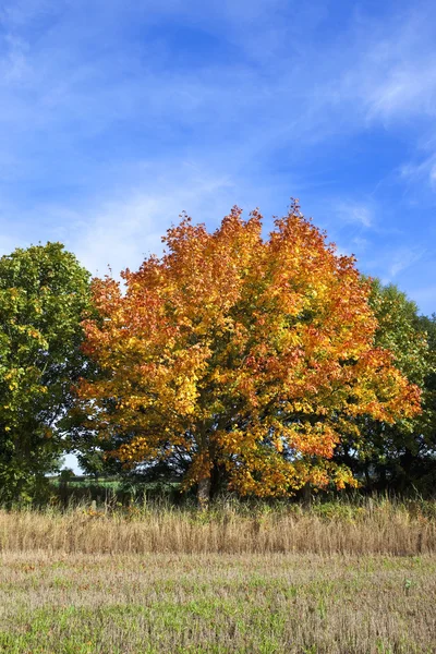 Colorful maple tree — Stock Photo, Image