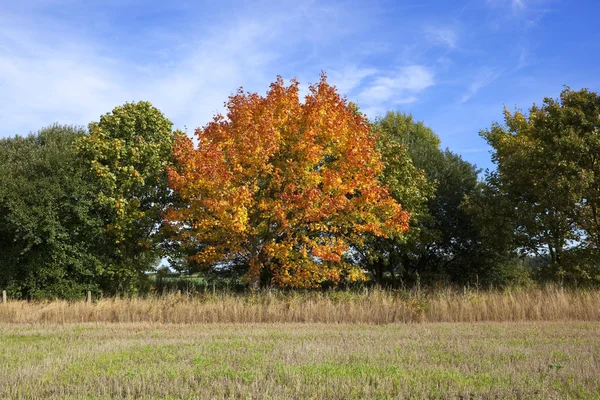 Árbol de arce de otoño —  Fotos de Stock