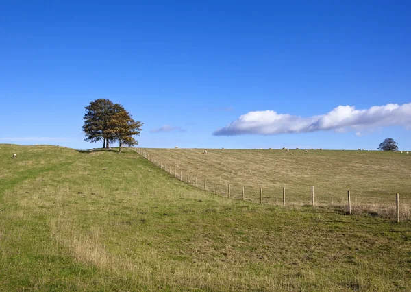 Höstens betesmark — Stockfoto