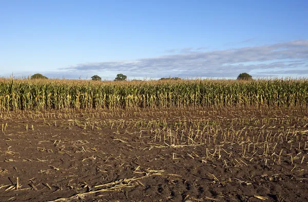 Maisfeld im Herbst — Stockfoto