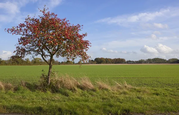 Jesienne drzewo whitebeam — Zdjęcie stockowe