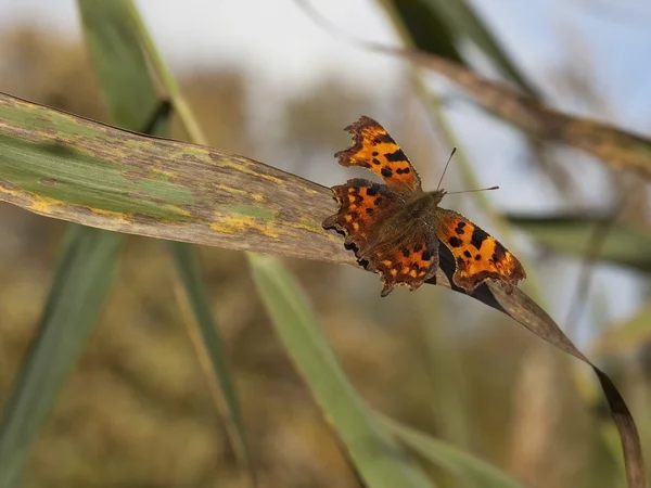 Čárka motýl na reed — Stock fotografie