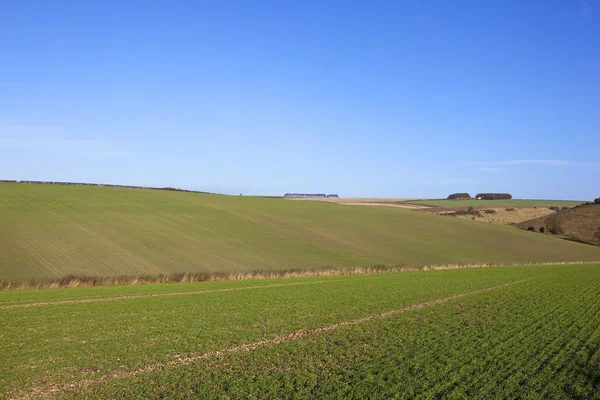 Setzlinge — Stockfoto