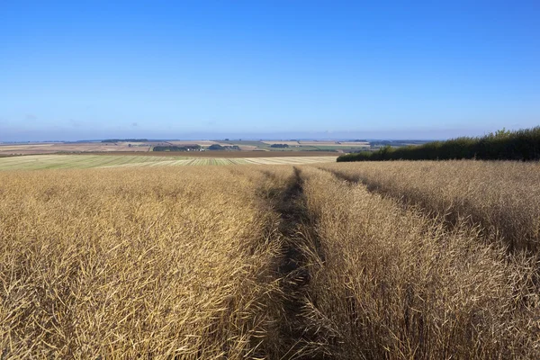 Late summer canola — Stock Photo, Image