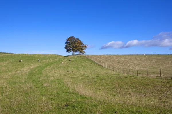 Yorkshire wolds weiden — Stockfoto