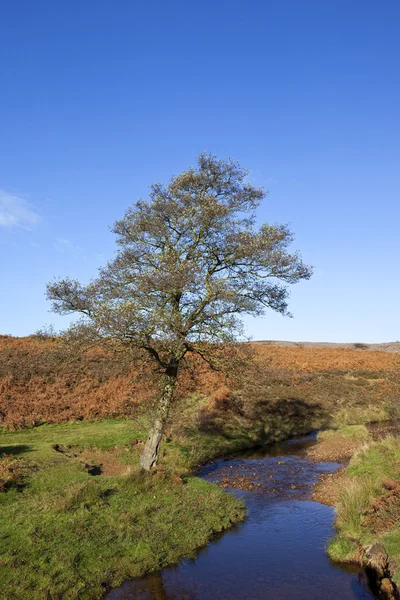 Moorland alder tree — Stock Photo, Image