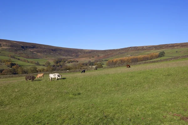 Vacas de farndale — Fotografia de Stock