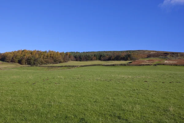 Hochlandwiesen und Wälder — Stockfoto