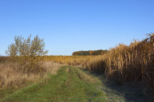 Miscanthus in autumn — Stock Photo, Image