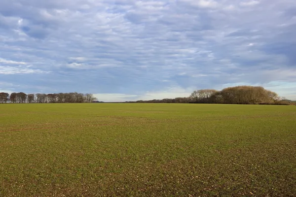 Jonge tarwe in de herfst — Stockfoto