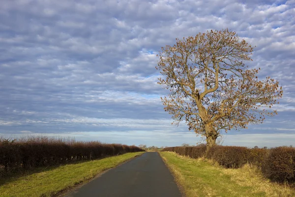 Autumn ash tree — Stock Photo, Image