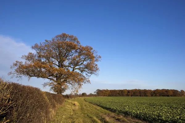 オークの木とキャノーラ — ストック写真