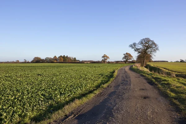 Tölgyfa és a farm pálya — Stock Fotó