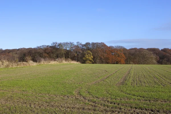 Autumn tree line — Stock Photo, Image