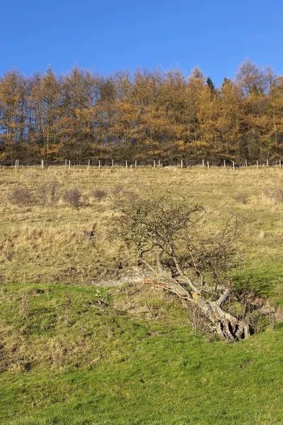 Autumn larch trees — Stock Photo, Image