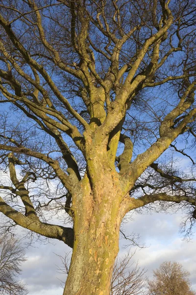 Árbol de sicomoro en invierno —  Fotos de Stock