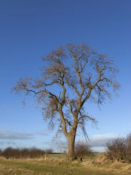 Zimní strom jasan — Stock fotografie