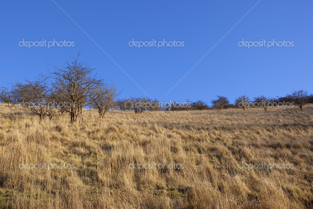 Dry grass landscape — Stock Photo © emjaysmith 37978173