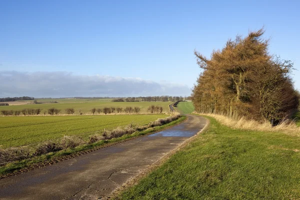 Wolds landscape with larch trees — Stock Photo, Image