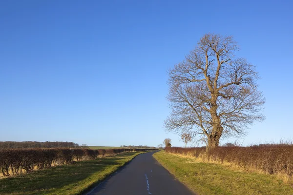 Esche am Straßenrand — Stockfoto