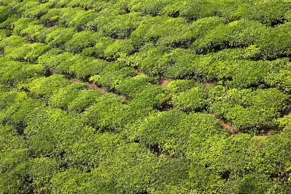 Thé vert fond de brousse — Photo
