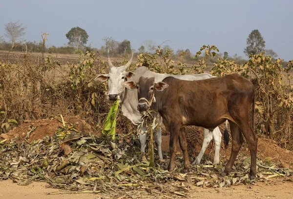 Brahma krávy — Stock fotografie