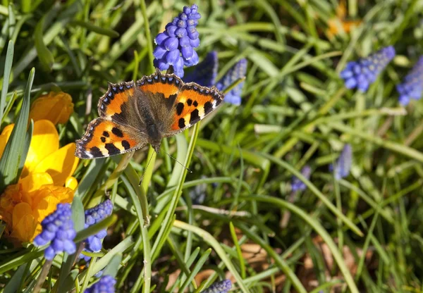 Mariposa de la Tortuga — Foto de Stock