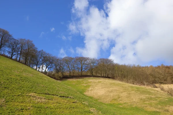 Çimenli hillside ağaçları ile — Stok fotoğraf