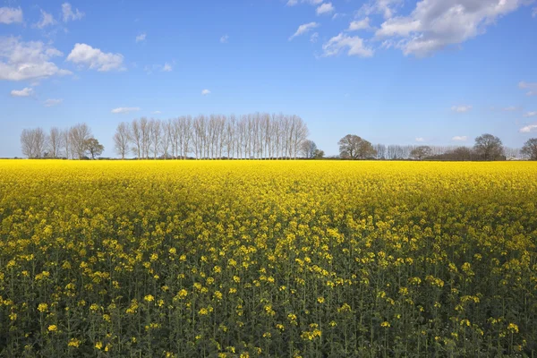 Colza e pioppi — Foto Stock