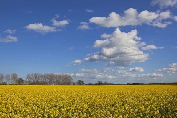 Fiori di colza e cielo blu — Foto Stock