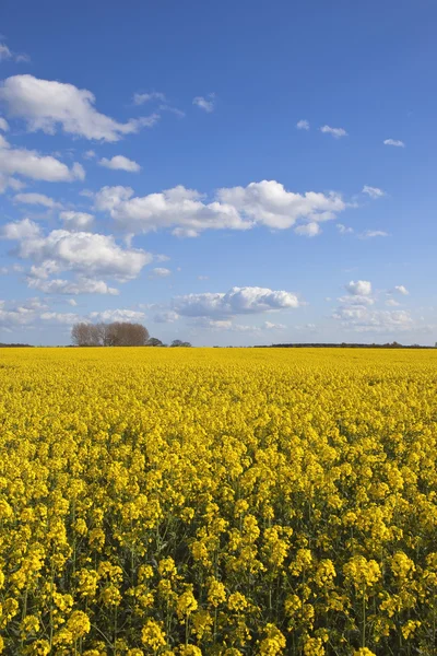 Rapsernte in Yorkshire — Stockfoto