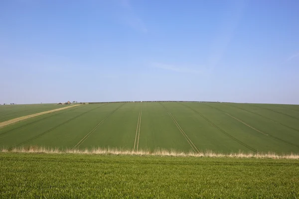 Weizenfelder in Burdale — Stockfoto