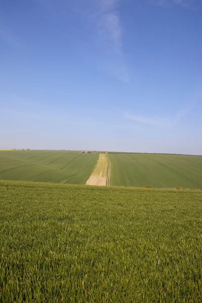 Χωράφια με το σιτάρι στο Γιορκσάιρ — Stockfoto