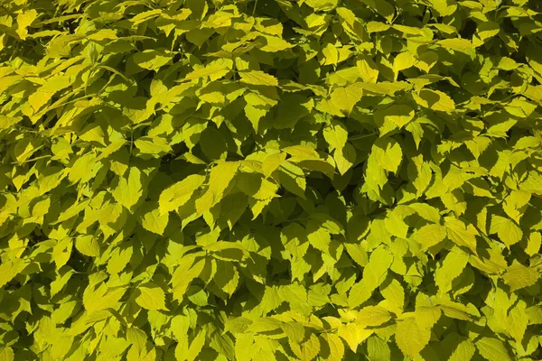 Philadelphus aurea fondo hojas — Foto de Stock