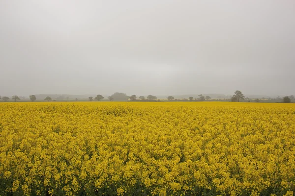 Campos de colza brumosa —  Fotos de Stock