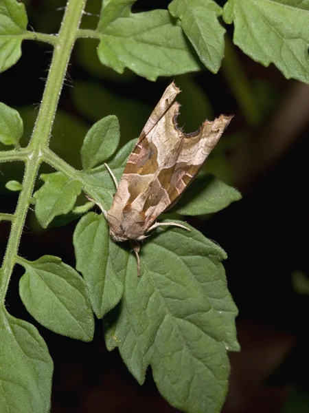 Moth on a tomato leaf — Stock Photo, Image