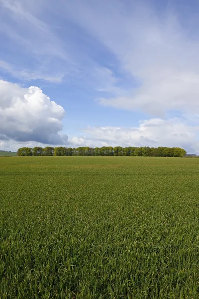 Springtime wheat fields — Stock Photo, Image