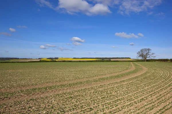 Erwt veld landschap — Stockfoto