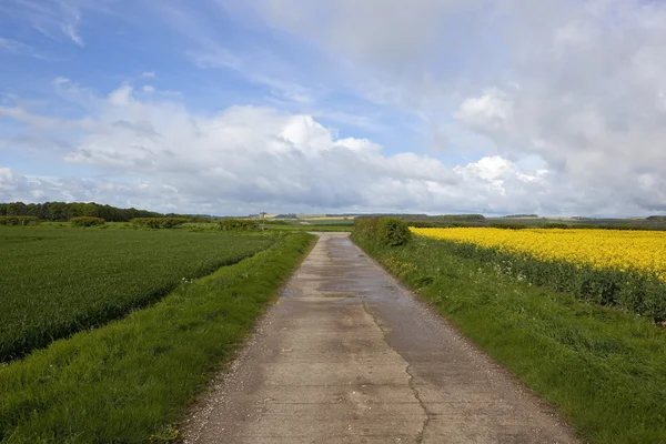 Yorkshire Wolds Bridleway — Photo
