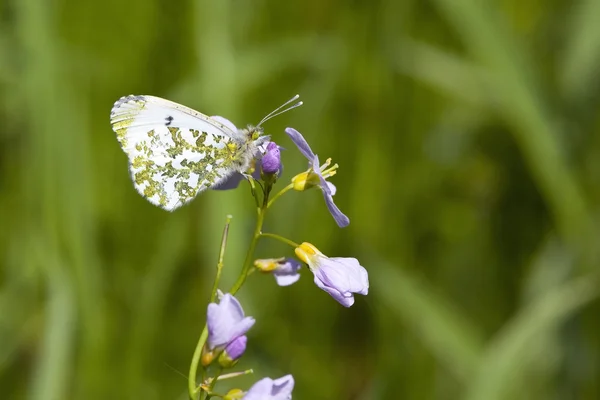 Springtime fjäril och blommor — Stockfoto