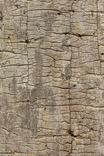 Texturerat aska trä bakgrund — Stockfoto