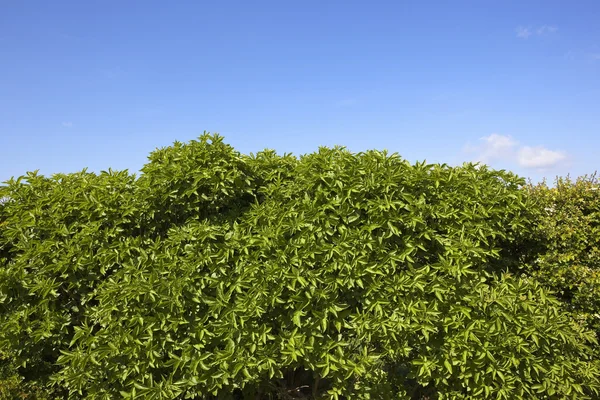 Błękitne niebo nad tło zielony liść — Zdjęcie stockowe